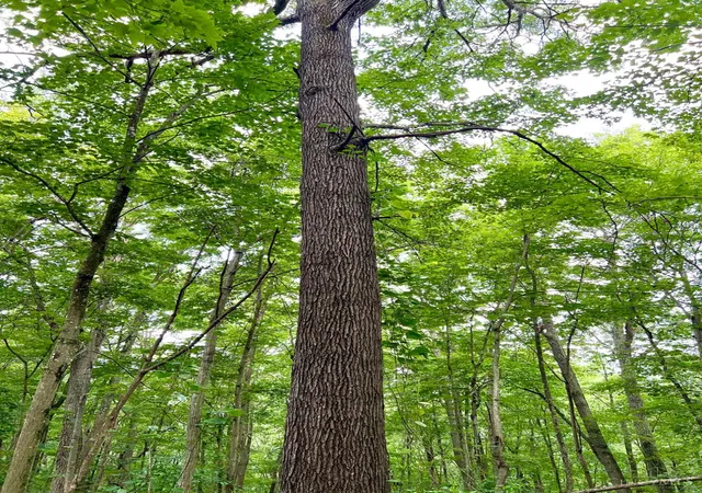 Photo 2 of Land for sale at Greenbriar, Portsmouth, OH 45662 | MLS# 1892870 | Listing updated on 2026-09-09
