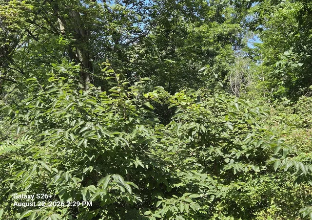 Photo 4 of Land for sale at 3079 Pershing Dr, Coloma, MI 49038 | MLS# 70554657 | Listing updated on 2026-09-03