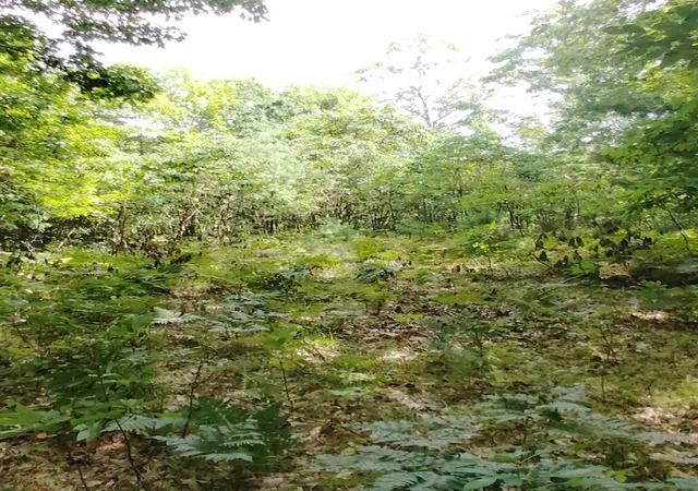 Photo 3 of Land for sale at 3+/- S Acres Frank Smith Rd, Chase, MI 49623 | MLS# 70554842 | Listing updated on 2026-09-10