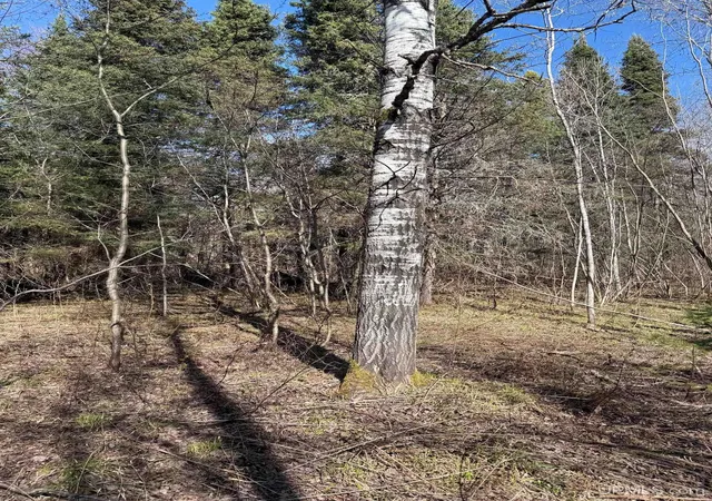 Photo 3 of Sale Pending at Tbd95 S Sidnaw Rd, Sidnaw, MI 49961 | MLS# 50220977 | Listing updated on 2026-09-17