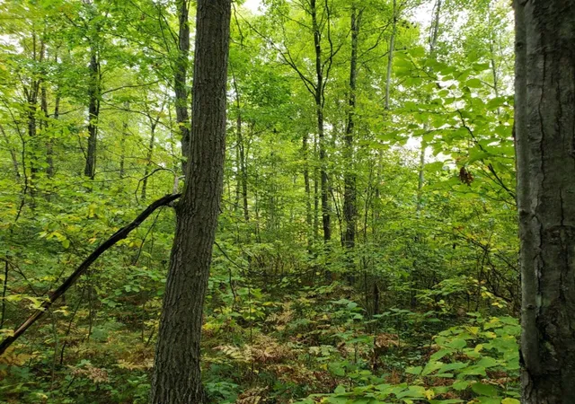 Photo 3 of Sale Pending at V/l Lakola Rd, Le Roy, MI 49655 | MLS# 70514431 | Listing updated on 2026-09-02
