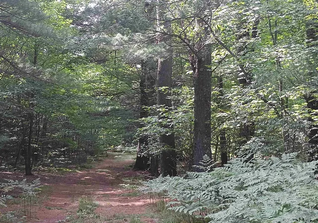 Photo 3 of Land for sale at V/l Wallaker Rd, Benzonia, MI 49617 | MLS# 80073029 | Listing updated on 2026-09-01
