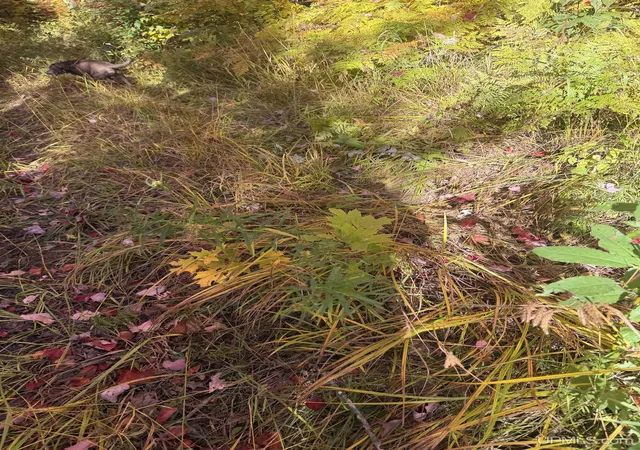 Photo 3 of Land for sale at Tbd41 Iron Belle Trl, Covington, MI 49919 | MLS# 50223131 | Listing updated on 2026-09-28