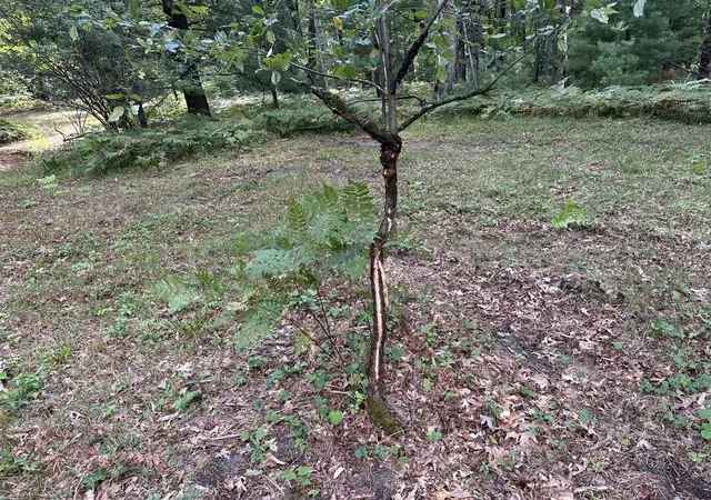 Photo 1 of Land for sale at Beaver Rd, Bitely, MI 49309 | MLS# 70555096 | Listing updated on 2026-09-03