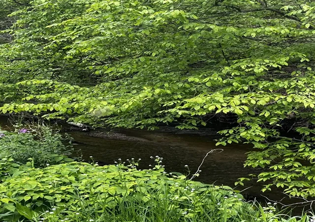 Photo 3 of Land for sale at 5650 Morrison Lake Rd, Saranac, MI 48881 | MLS# 70473375 | Listing updated on 2026-09-02