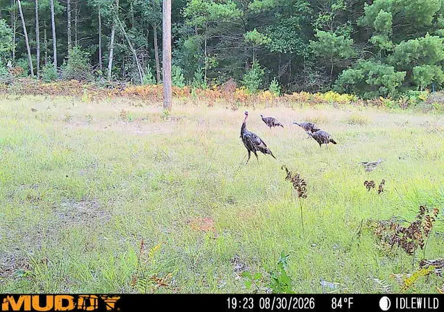 Photo 4 of Land for sale at 5910 S Shallow Dr, Idlewild, MI 49642 | MLS# 70539716 | Listing updated on 2026-09-10
