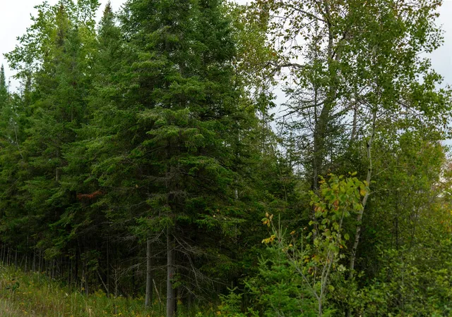 Photo 2 of Land for sale at 6932 E Houghton Lake Rd, Merritt, MI 49667 | MLS# 70561291 | Listing updated on 2026-10-15