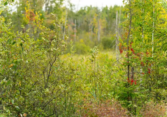 Photo 3 of Land for sale at 6932 E Houghton Lake Rd, Merritt, MI 49667 | MLS# 70561291 | Listing updated on 2026-10-15