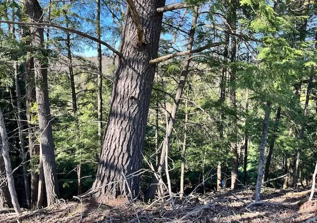 Photo 4 of Land for sale at 787 S Michigan Ave, Wellston, MI 49689 | MLS# 70556733 | Listing updated on 2026-09-04