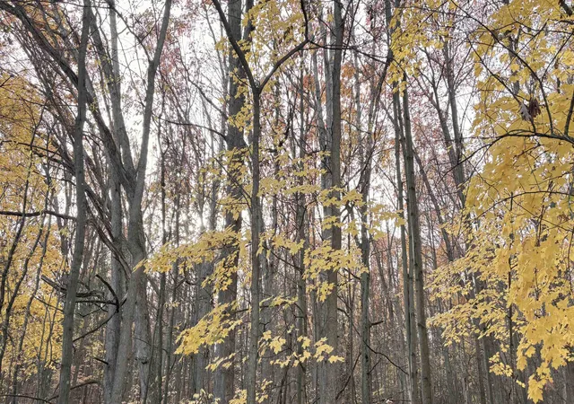 Photo 3 of Land for sale at Tbd W Westlawn Rd, Harrison, MI 48625 | MLS# 50193550 | Listing updated on 2026-09-12