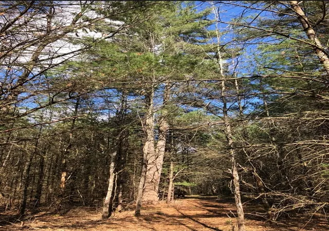 Photo 2 of Land for sale at Nw Dalson Rd, Holton, MI 49425 | MLS# 70562366 | Listing updated on 2026-10-09