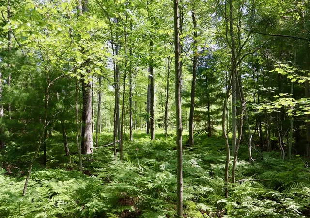 Photo 4 of Land for sale at 03 Dl To Earth Way, Prescott, MI 48756 | MLS# 70548675 | Listing updated on 2026-09-05