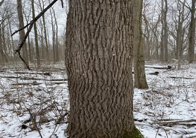 Photo 1 of Land for sale at W Copeland Rd, Bronson, MI 49028 | MLS# 70511878 | Listing updated on 2026-09-02
