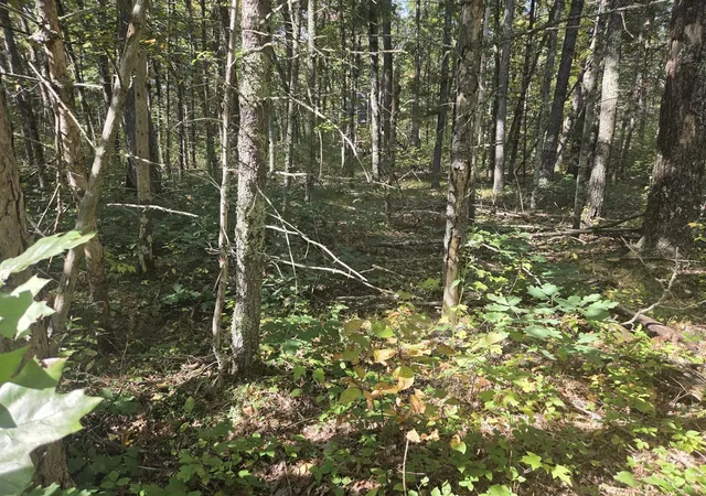 Photo 1 of Land for sale at S Jeanne Dr, Baldwin, MI 49304 | MLS# 70562927 | Listing updated on 2026-10-07