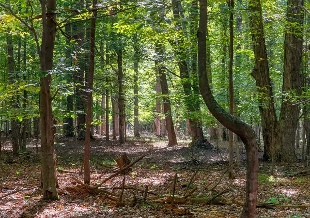 Photo 2 of Land for sale at 8500 N 80th Avenue, Pentwater, MI 49449 | MLS# 70562220 | Listing updated on 2026-10-06
