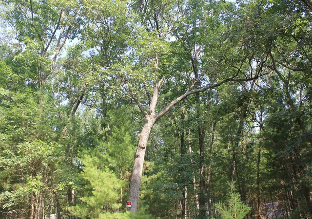 Land for sale at 8212 W Goldenrod, Baldwin, MI 49304 | MLS# 70550880