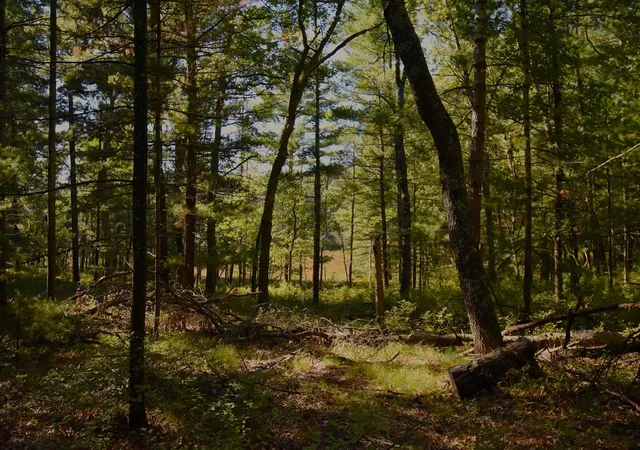 Photo 3 of Sale Pending at Whitney St, Baldwin, MI 49304 | MLS# 70562498 | Listing updated on 2026-10-09