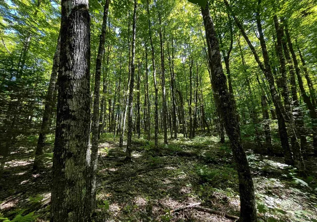 Photo 4 of Land for sale at 40 Acres Little Lake Rd, Gwinn, MI 49841 | MLS# 50200518 | Listing updated on 2026-09-01