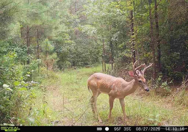 Photo 1 of Land for sale at 3366 Ac Snider Rd #33.66 AC, Frisco City, AL 36445 | MLS# 688719 | Listing updated on 2026-09-22