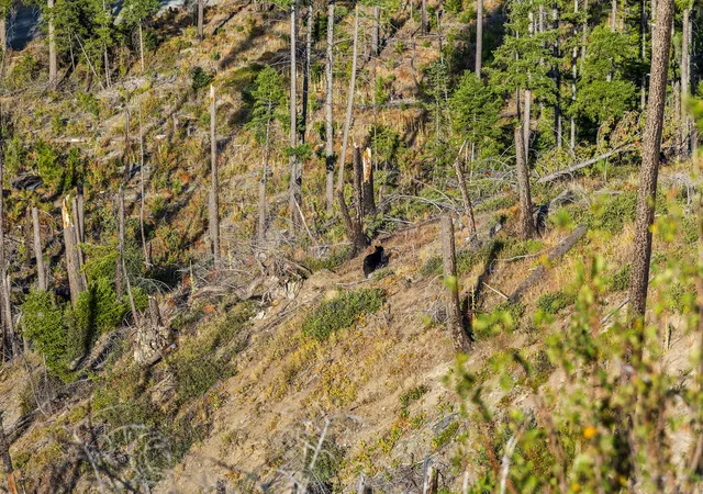 Photo 2 of Land for sale at Nhn Vermillion Creek Rd, Libby, MT 59923 | MLS# 30044302 | Listing updated on 2026-09-04