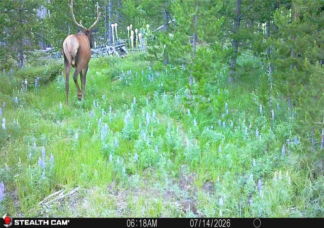 Photo 1 of Land for sale at 357 Ontario Dr, Elliston, MT 59728 | MLS# 30069519 | Listing updated on 2026-08-31