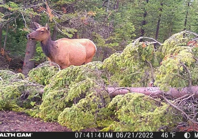 Photo 2 of Land for sale at 7524 Lower Telegraph Crk Rd, Elliston, MT 59728 | MLS# 30069443 | Listing updated on 2026-09-06