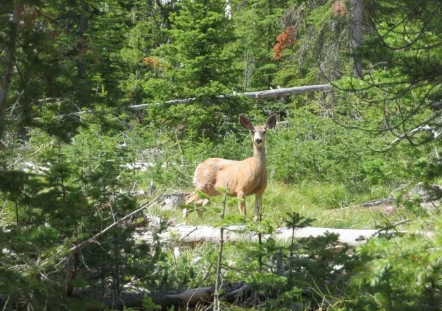 Photo 3 of Land for sale at 7524 Lower Telegraph Crk Rd, Elliston, MT 59728 | MLS# 30069443 | Listing updated on 2026-09-06