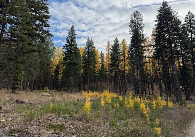 Photo 1 of Land for sale at Nhn Meadow Crk Rd, Fortine, MT 59918 | MLS# 30075933 | Listing updated on 2026-09-22