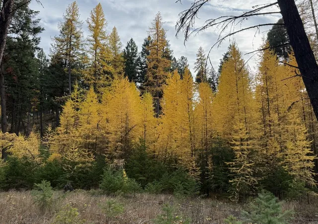 Photo 2 of Land for sale at Nhn Meadow Crk Rd, Fortine, MT 59918 | MLS# 30075933 | Listing updated on 2026-09-22