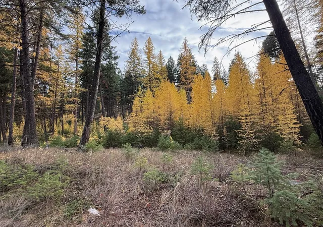 Photo 3 of House for sale at Nhn Meadow Crk Rd, Fortine, MT 59918 | MLS# 30075933 | Listing updated on 2026-09-22