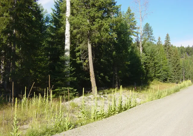 Photo 3 of Land for sale at Nhn Lot 11 Davis Crk Rd, Libby, MT 59923 | MLS# 30076626 | Listing updated on 2026-10-05