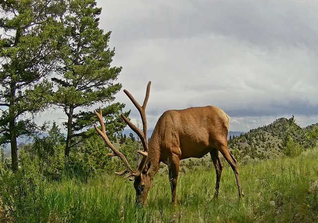 Photo 3 of Land for sale at Tbd Pvt 1 Rd, Radersburg, MT 59641 | MLS# 30076924 | Listing updated on 2026-09-17
