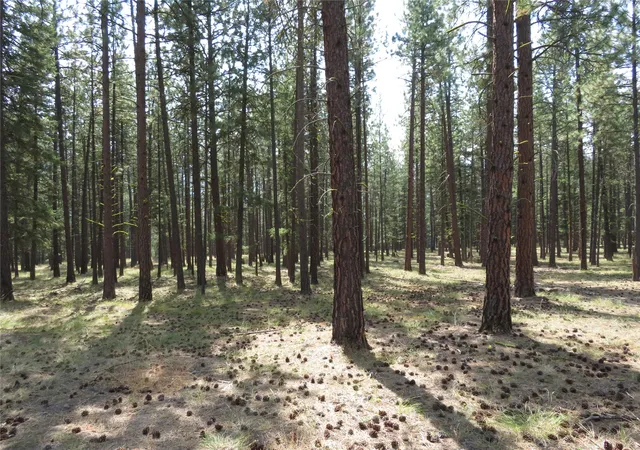 Photo 4 of Land for sale at Nhn Rosco Rd, Alberton, MT 59820 | MLS# 30077271 | Listing updated on 2026-09-16