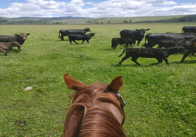Land for sale at Nhn Farm View Ln, Florence, MT 59833 | MLS# 30077690