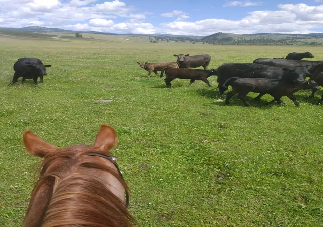 Photo 1 of Land for sale at Nhn Farm View Ln, Florence, MT 59833 | MLS# 30077690 | Listing updated on 2026-09-14