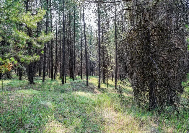 Photo 3 of Land for sale at 187 Osprey Way, Marion, MT 59925 | MLS# 30077613 | Listing updated on 2026-09-16