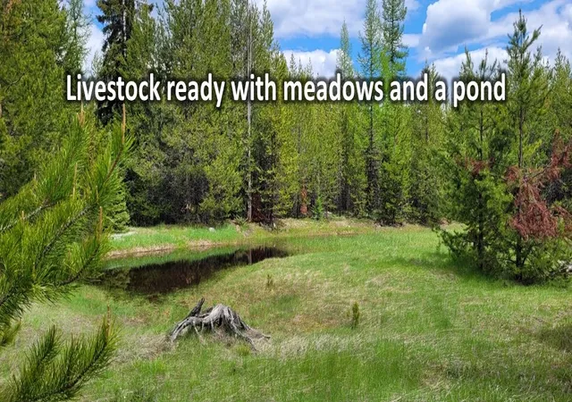 Photo 4 of Land for sale at 275/283 Gobblers Knob Rd, Marion, MT 59925 | MLS# 30078794 | Listing updated on 2026-09-22