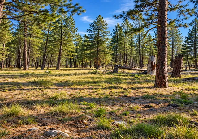 Photo 2 of Land for sale at Nhn Holloway Ln, Florence, MT 59833 | MLS# 30078822 | Listing updated on 2026-09-23