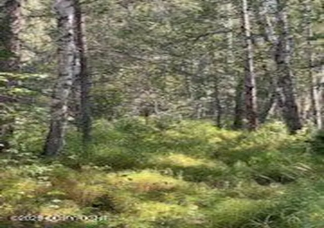 Photo 4 of Land for sale at 9865 S Twilight Dr, Wasilla, AK 99654 | MLS# 26-11026 | Listing updated on 2026-09-04