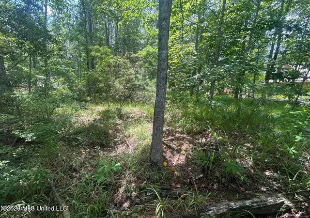 Photo 3 of Land for sale at 00 Pine Tree Rd, Pachuta, MS 39347 | MLS# 4161194 | Listing updated on 2026-09-02