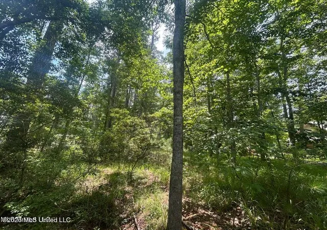 Photo 3 of Land for sale at 00 Pine Tree Rd, Pachuta, MS 39347 | MLS# 4161194 | Listing updated on 2026-09-02