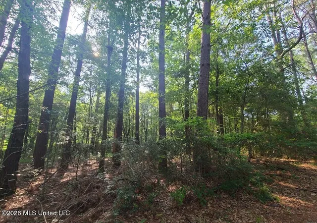 Photo 4 of Land for sale at Tbd Thompson Ln, Carriere, MS 39426 | MLS# 4161317 | Listing updated on 2026-09-03