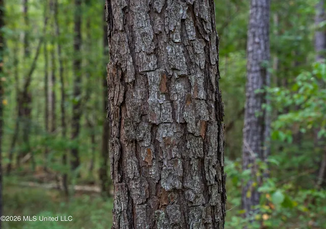 Photo 4 of Land for sale at 884 Truitt Rd, Pickens, MS 39146 | MLS# 4161467 | Listing updated on 2026-09-04