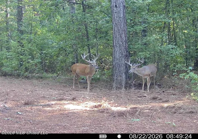 Photo 2 of Land for sale at 00114 Pocahontas Rd, Flora, MS 39071 | MLS# 4161554 | Listing updated on 2026-09-04