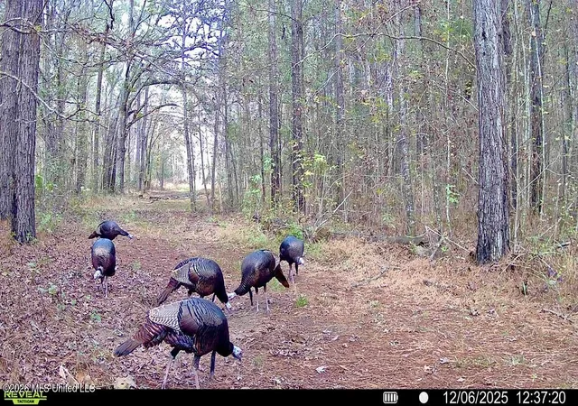 Photo 3 of Land for sale at 00114 Pocahontas Rd, Flora, MS 39071 | MLS# 4161554 | Listing updated on 2026-09-04