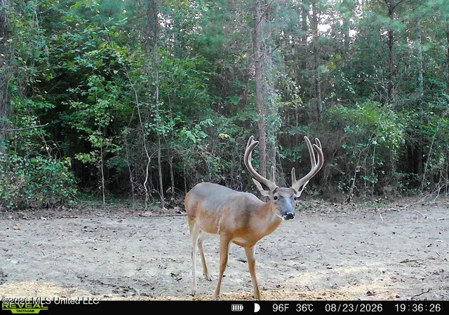 Photo 4 of Land for sale at 0001 Chapel Hl Rd, Utica, MS 39175 | MLS# 4162080 | Listing updated on 2026-09-12