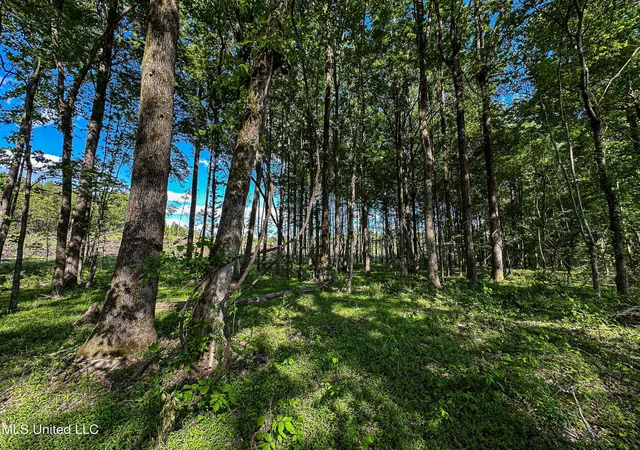 Photo 2 of Land for sale at 001 County Rd 433, Thaxton, MS 38871 | MLS# 4165259 | Listing updated on 2026-10-12
