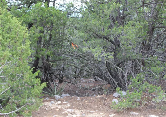 Photo 3 of Land for sale at 250 Five Hills Dr, Tijeras, NM 87059 | MLS# 1091327 | Listing updated on 2026-09-25