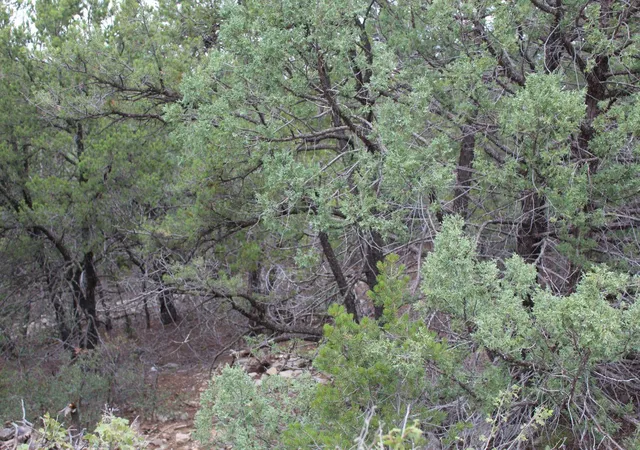 Photo 4 of Land for sale at 250 Five Hills Dr, Tijeras, NM 87059 | MLS# 1091327 | Listing updated on 2026-09-25