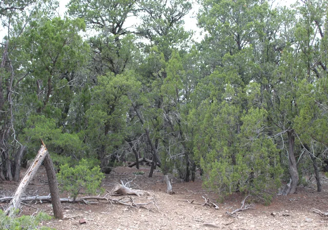 Photo 4 of Land for sale at 7 Manzano Loop, Tijeras, NM 87059 | MLS# 1091343 | Listing updated on 2026-09-25